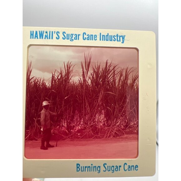 Vintage Pineapple & Sugar Cane Industries GAF Pana-Vue Travel Slides Hawaii - Picture 10 of 11